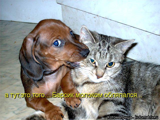 а тут,это,того....Барсик молоком обляпался...... Котоматрица: а тут,это,того....Барсик молоком обляпался...