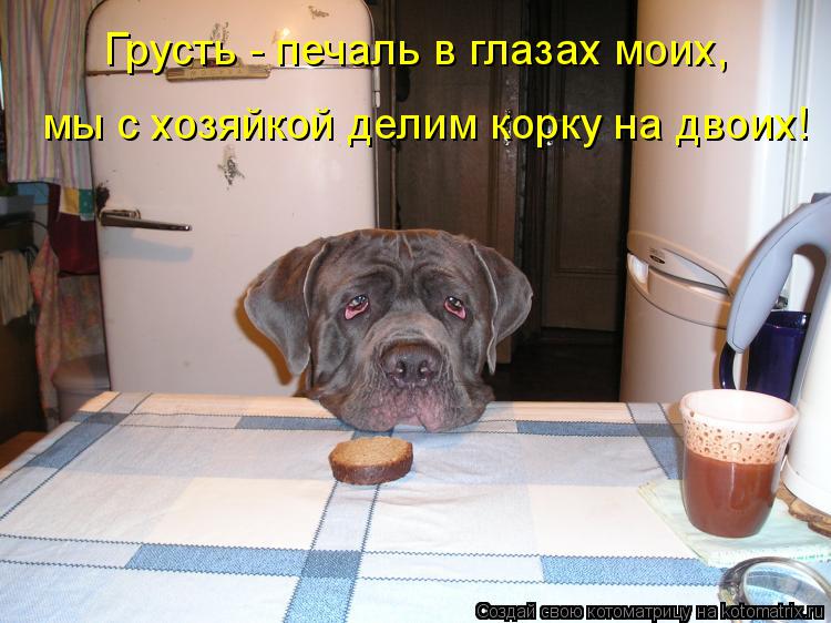 Котоматрица: мы с хозяйкой делим корку на двоих! Грусть - печаль в глазах моих,