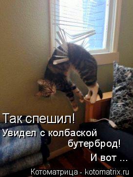 Так спешил! Увидел с колбаской бутерброд! И вот ...... Котоматрица: Так спешил! Увидел с колбаской бутерброд! И вот ...