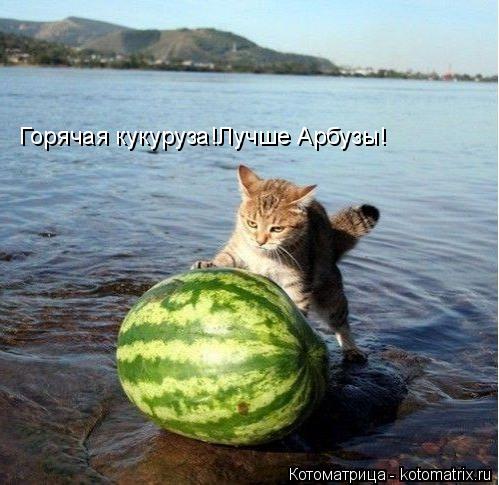 Горячая кукуруза!Лучше Арбузы! Горячая кукуруза!Лучше Арбузы!... Котоматрица: Горячая кукуруза!Лучше Арбузы! Горячая кукуруза!Лучше Арбузы!