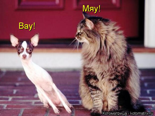 Мяу! Вау!... Котоматрица: Мяу! Вау!