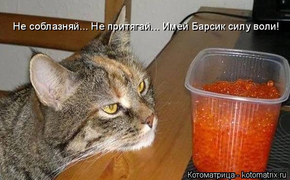 Котоматрица: Не соблазняй... Не притягай... Имей Барсик силу воли!