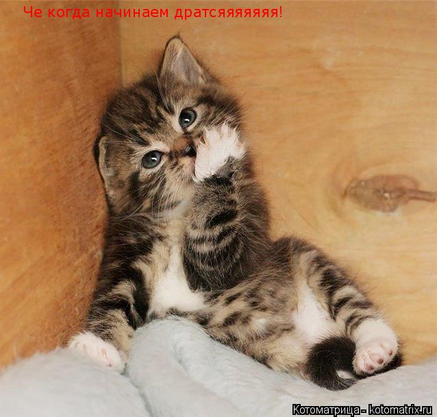Че когда начинаем дратсяяяяяяя!... Котоматрица: Че когда начинаем дратсяяяяяяя!