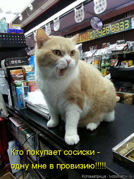 Кто покупает сосиски - одну мне в провизию!!!!!... Котоматрица: Кто покупает сосиски - одну мне в провизию!!!!!