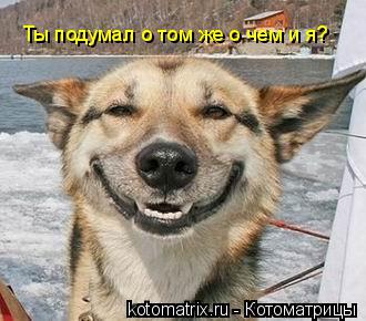 Ты подумал о том же о чем и я?... Котоматрица: Ты подумал о том же о чем и я?