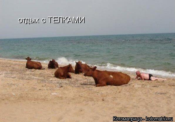 отдых с ТЕЛКАМИ... Котоматрица: отдых с ТЕЛКАМИ