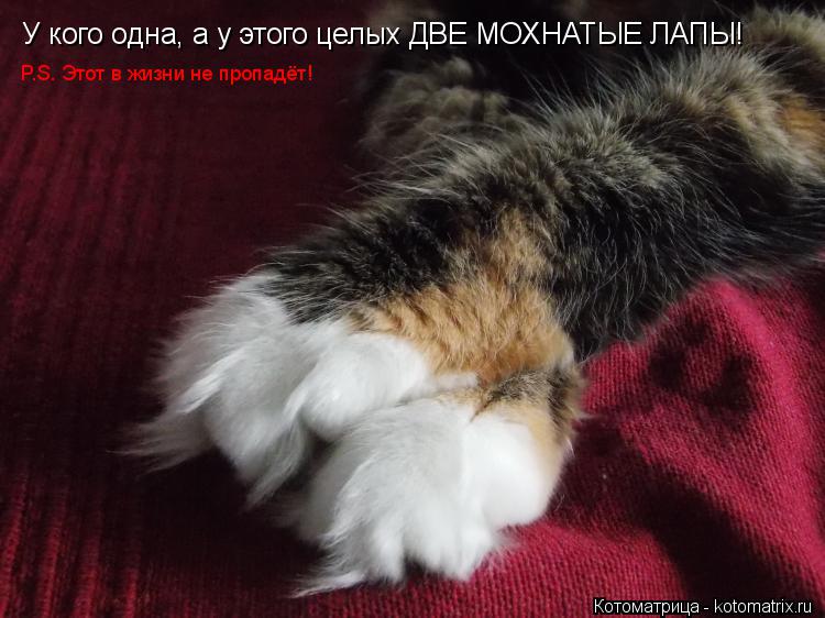 У кого одна, а у этого целых ДВЕ МОХНАТЫЕ ЛАПЫ! P.S. Этот в жизни не пропадёт!... Котоматрица: У кого одна, а у этого целых ДВЕ МОХНАТЫЕ ЛАПЫ! P.S. Этот в жизни не пропадёт!
