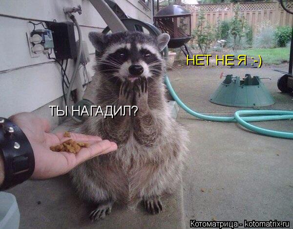 ТЫ НАГАДИЛ? НЕТ НЕ Я :-)... Котоматрица: ТЫ НАГАДИЛ? НЕТ НЕ Я :-)