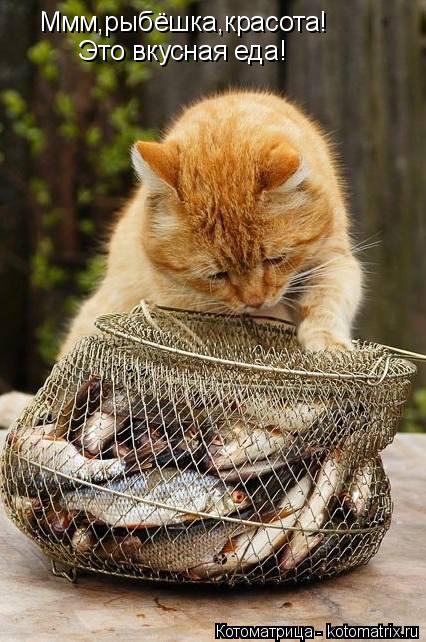 Ммм,рыбёшка,красота! Это вкусная еда!... Котоматрица: Ммм,рыбёшка,красота! Это вкусная еда!