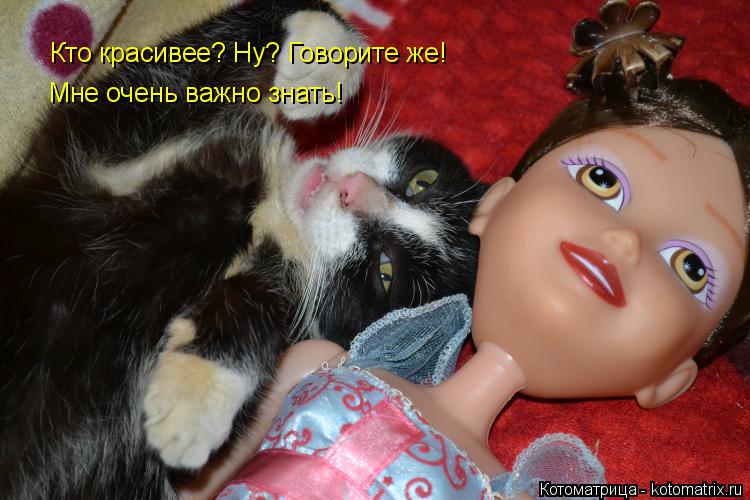 Котоматрица: Кто красивее? Ну? Говорите же! Мне очень важно знать!
