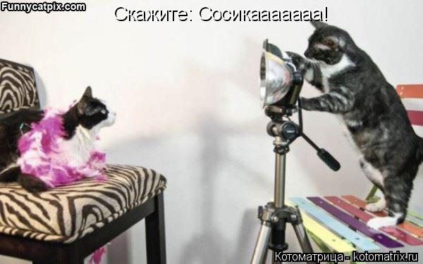 Котоматрица: Скажите: Сосикааааааа!