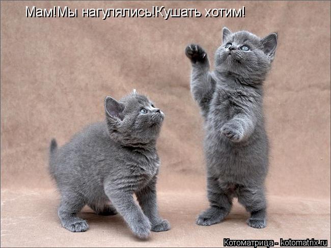 Мам!Мы нагулялись!Кушать хотим!... Котоматрица: Мам!Мы нагулялись!Кушать хотим!