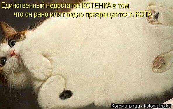 Единственный недостаток КОТЁНКА в том, что он рано или поздно превращается в КОТА.... Котоматрица: Единственный недостаток КОТЁНКА в том, что он рано или поздно превращается в КОТА.