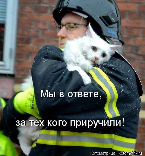 Мы в ответе, за тех кого приручили!... Котоматрица: Мы в ответе, за тех кого приручили!