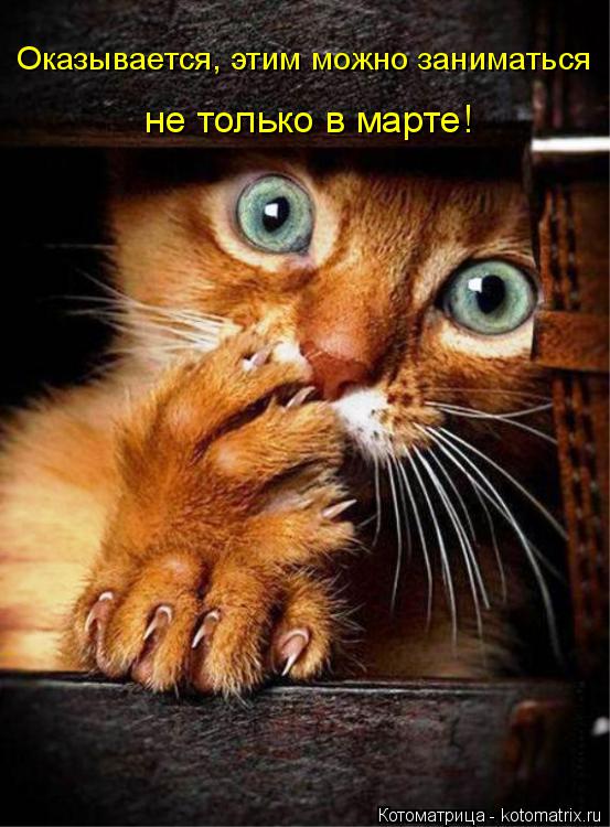 Оказывается, этим можно заниматься не только в марте!... Котоматрица: Оказывается, этим можно заниматься не только в марте!