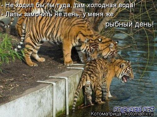 - Не ходил бы ты туда, там холодная вода! - Лапы замочить не лень, у меня же рыбный день!... Котоматрица: - Не ходил бы ты туда, там холодная вода! - Лапы замочить не лень, у меня же рыбный день!