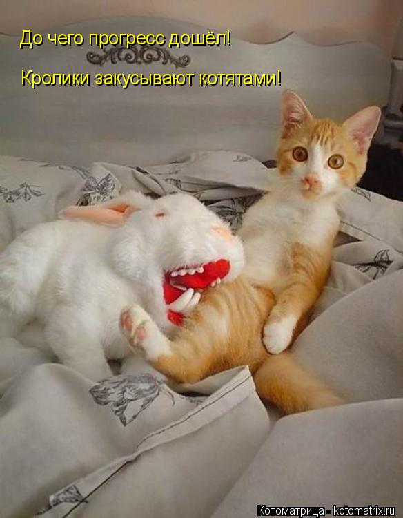 До чего прогресс дошёл! Кролики закусывают котятами!... Котоматрица: До чего прогресс дошёл! Кролики закусывают котятами!