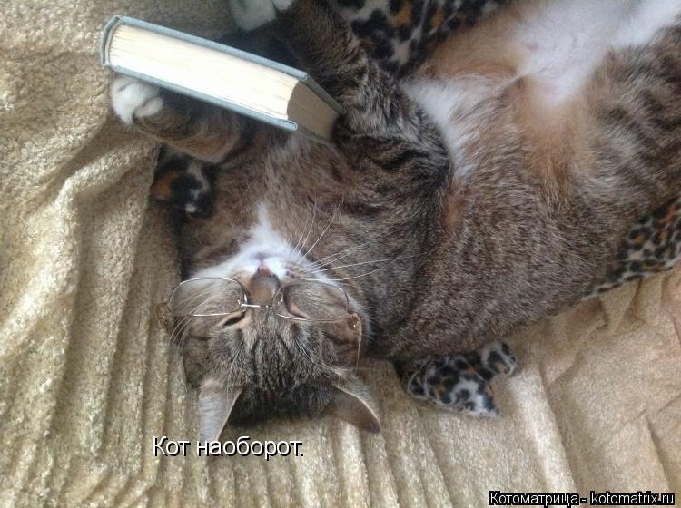 Кот наоборот.... Котоматрица: Кот наоборот.