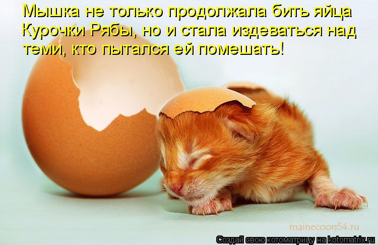 Мышка не только продолжала бить яйца Курочки Рябы, но и стала издеваться над теми, кто пытался ей по... Котоматрица: Мышка не только продолжала бить яйца Курочки Рябы, но и стала издеваться над теми, кто пытался ей помешать!