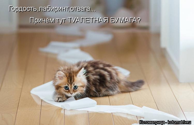 Гордость,лабиринт,отвага... Причём тут ТУАЛЕТНАЯ БУМАГА?... Котоматрица: Гордость,лабиринт,отвага... Причём тут ТУАЛЕТНАЯ БУМАГА?