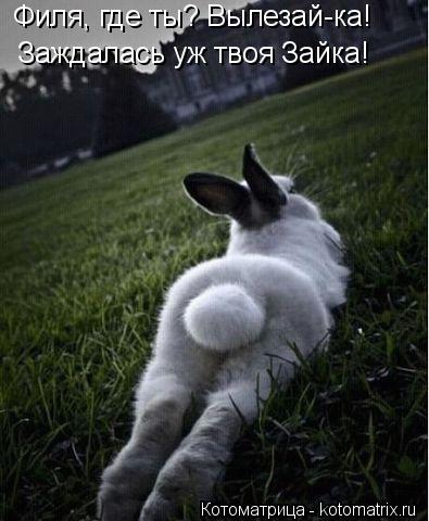 Филя, где ты? Вылезай-ка! Заждалась уж твоя Зайка!... Котоматрица: Филя, где ты? Вылезай-ка! Заждалась уж твоя Зайка!