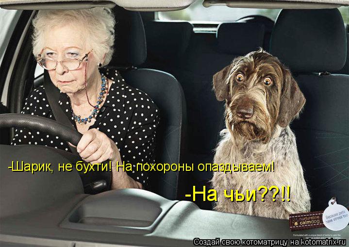 -Шарик, не бухти! На похороны опаздываем! -На чьи??!!... Котоматрица: -Шарик, не бухти! На похороны опаздываем! -На чьи??!!