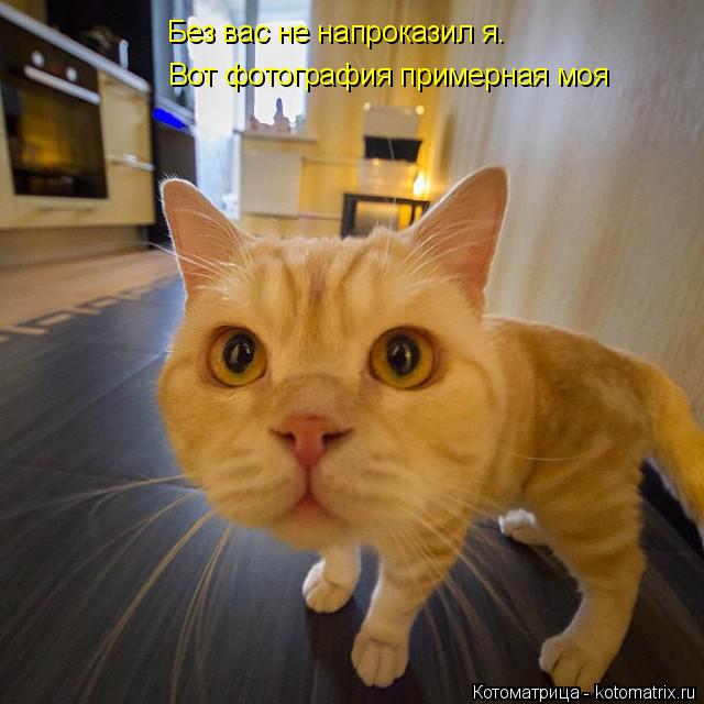 Без вас не напроказил я. Вот фотография примерная моя... Котоматрица: Без вас не напроказил я. Вот фотография примерная моя