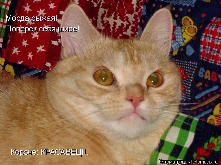 Морда рыжая! Поперек себя шире! Короче: КРАСАВЕЦ!!!... Котоматрица: Морда рыжая! Поперек себя шире! Короче: КРАСАВЕЦ!!!