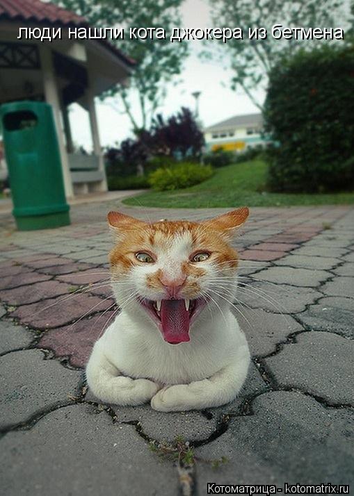 люди нашли кота джокера из бетмена... Котоматрица: люди нашли кота джокера из бетмена