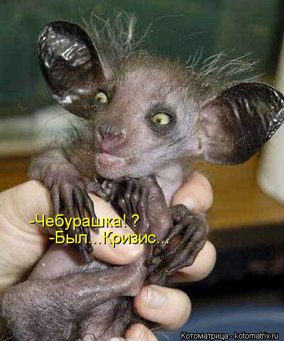 -Чебурашка! ? -Был...Кризис...... Котоматрица: -Чебурашка! ? -Был...Кризис...