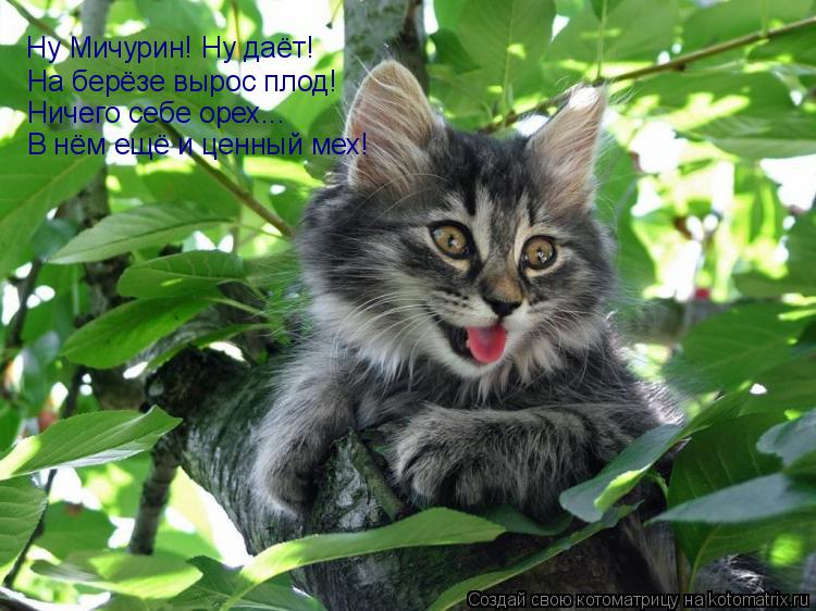 Ну Мичурин! Ну даёт! На берёзе вырос плод! Ничего себе орех... В нём ещё и ценный мех!... Котоматрица: Ну Мичурин! Ну даёт! На берёзе вырос плод! Ничего себе орех... В нём ещё и ценный мех!