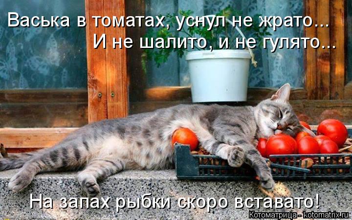 И не шалито, и не гулято... Васька в томатах, уснул не жрато... На запах рыбки скоро вставато!... Котоматрица: И не шалито, и не гулято... Васька в томатах, уснул не жрато... На запах рыбки скоро вставато!