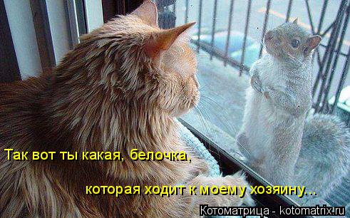 Так вот ты какая, белочка, которая ходит к моему хозяину...... Котоматрица: Так вот ты какая, белочка, которая ходит к моему хозяину...