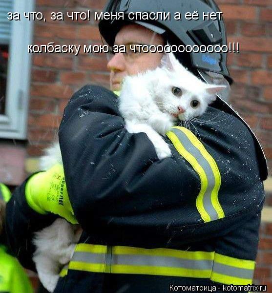 за что, за что! меня спасли а её нет колбаску мою за чтоооооооооооо!!!... Котоматрица: за что, за что! меня спасли а её нет колбаску мою за чтоооооооооооо!!!