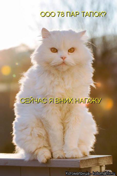 ООО 78 ПАР ТАПОК? СЕЙЧАС Я ВНИХ НАГАЖУ... Котоматрица: ООО 78 ПАР ТАПОК? СЕЙЧАС Я ВНИХ НАГАЖУ
