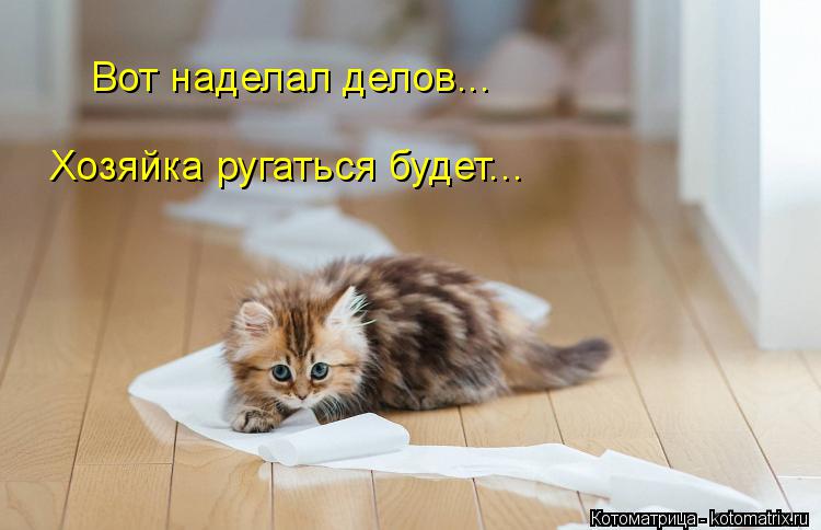 Вот наделал делов... Хозяйка ругаться будет...... Котоматрица: Вот наделал делов... Хозяйка ругаться будет...