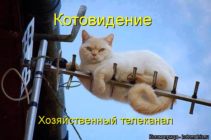 Хозяйственный телеканал Котовидение... Котоматрица: Хозяйственный телеканал Котовидение