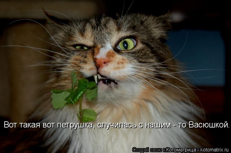 Вот такая вот петрушка, случилась с нашим - то Васюшкой...... Котоматрица: Вот такая вот петрушка, случилась с нашим - то Васюшкой...