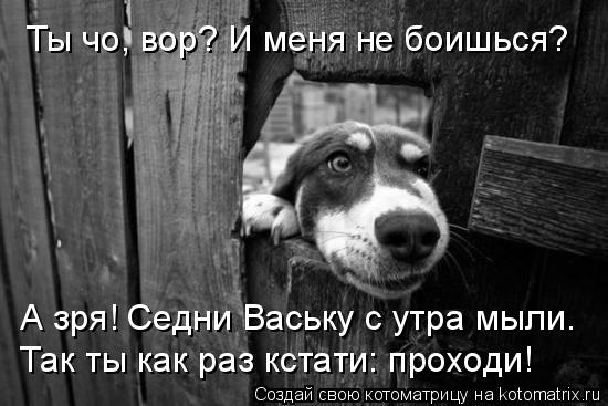 Ты чо, вор? И меня не боишься? А зря! Седни Ваську с утра мыли. Так ты как раз кстати: проходи!... Котоматрица: Ты чо, вор? И меня не боишься? А зря! Седни Ваську с утра мыли. Так ты как раз кстати: проходи!