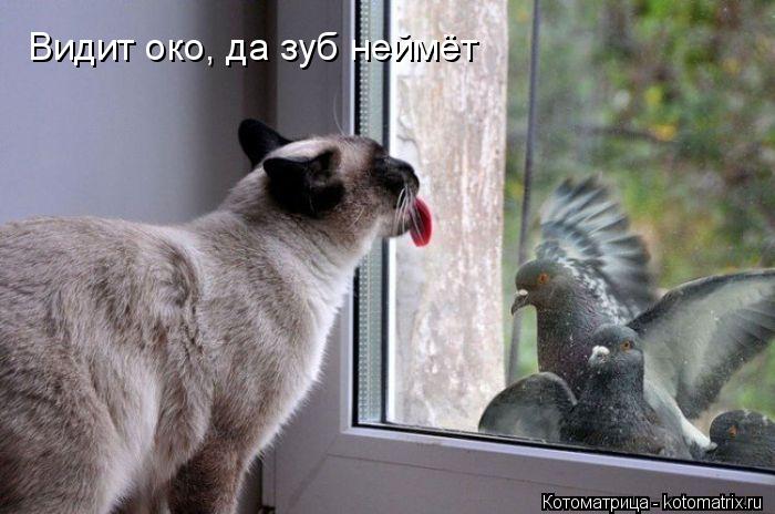 Видит око, да зуб неймёт... Котоматрица: Видит око, да зуб неймёт