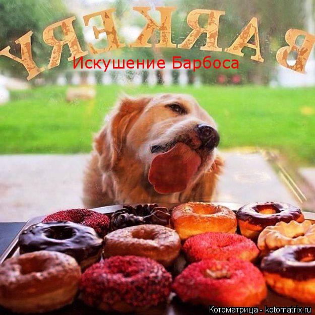 Искушение Барбоса... Котоматрица: Искушение Барбоса