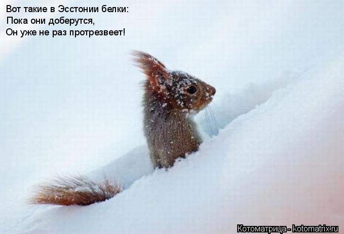 Вот такие в Эсстонии белки: Пока они доберутся, Он уже не раз протрезвеет!... Котоматрица: Вот такие в Эсстонии белки: Пока они доберутся, Он уже не раз протрезвеет!