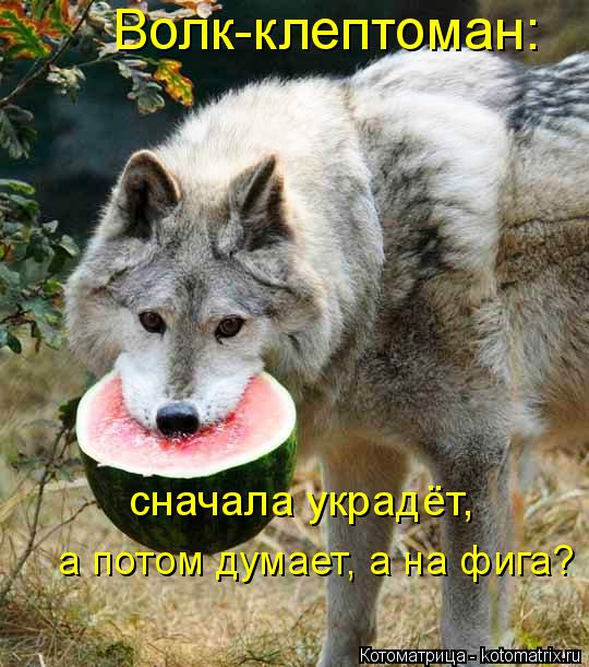 Волк-клептоман: сначала украдёт, а потом думает, а на фига?... Котоматрица: Волк-клептоман: сначала украдёт, а потом думает, а на фига?