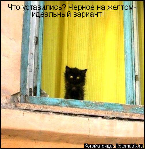 Что уставились? Чёрное на желтом- идеальный вариант!... Котоматрица: Что уставились? Чёрное на желтом- идеальный вариант!