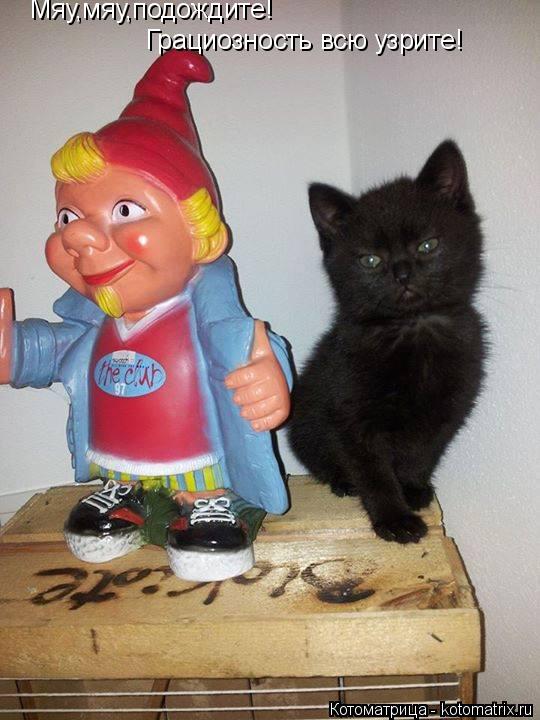 Мяу,мяу,подождите! Грациозность всю узрите!... Котоматрица: Мяу,мяу,подождите! Грациозность всю узрите!