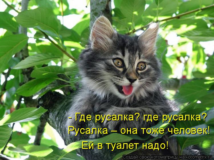 - Где русалка? где русалка? Русалка – она тоже человек! Ей в туалет надо!... Котоматрица: - Где русалка? где русалка? Русалка – она тоже человек! Ей в туалет надо!
