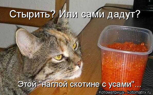 Стырить? Или сами дадут? Этой "наглой скотине с усами"...... Котоматрица: Стырить? Или сами дадут? Этой "наглой скотине с усами"...