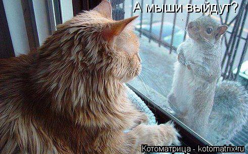 А мыши выйдут?... Котоматрица: А мыши выйдут?
