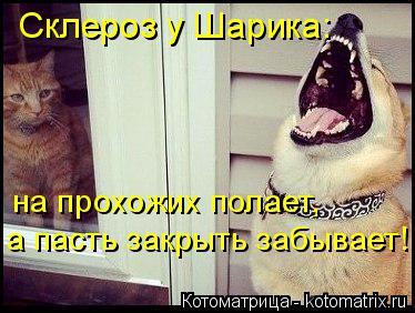 Склероз у Шарика: на прохожих полает, а пасть закрыть забывает!... Котоматрица: Склероз у Шарика: на прохожих полает, а пасть закрыть забывает!