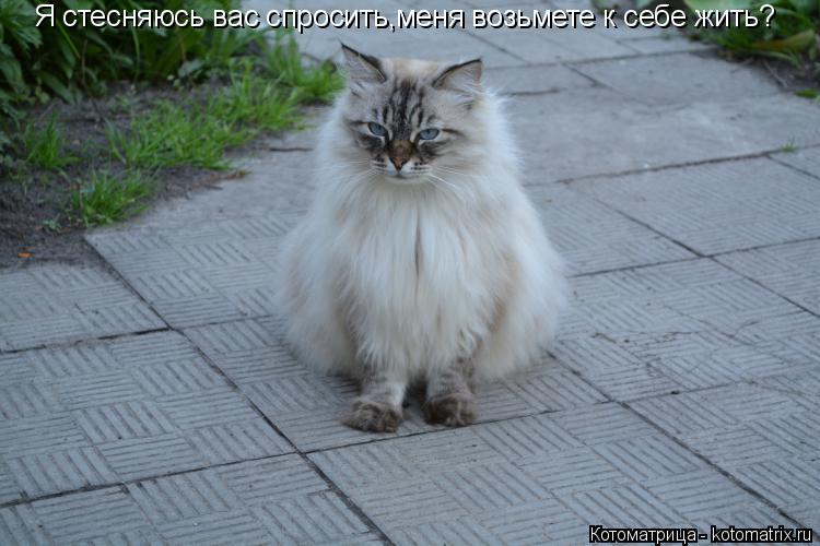 Я стесняюсь вас спросить,меня возьмете к себе жить?... Котоматрица: Я стесняюсь вас спросить,меня возьмете к себе жить?